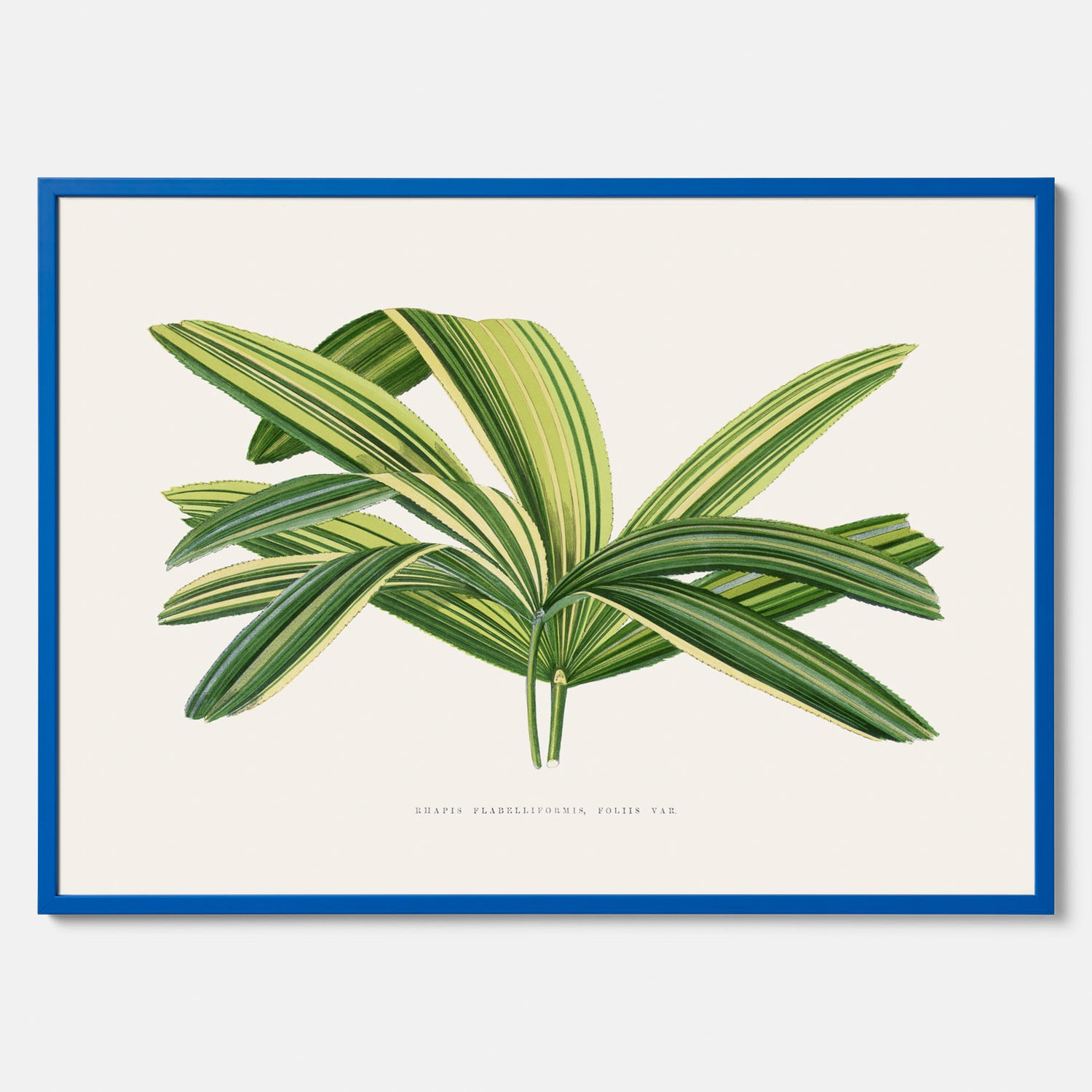 Poster med en illustration av en bredbladig palm