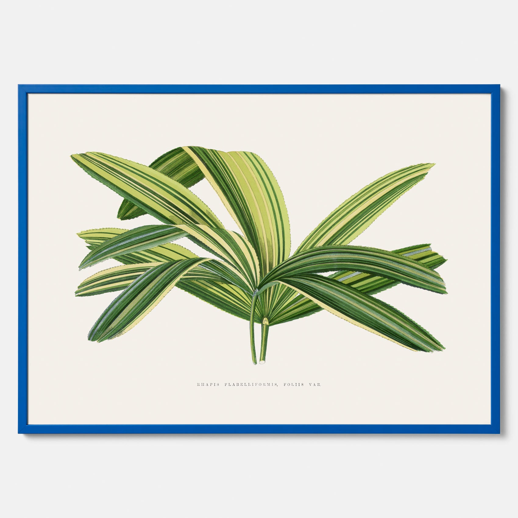 Poster med en illustration av en bredbladig palm