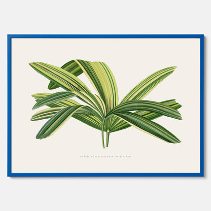 Poster med en illustration av en bredbladig palm