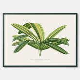 Poster med en illustration av en bredbladig palm