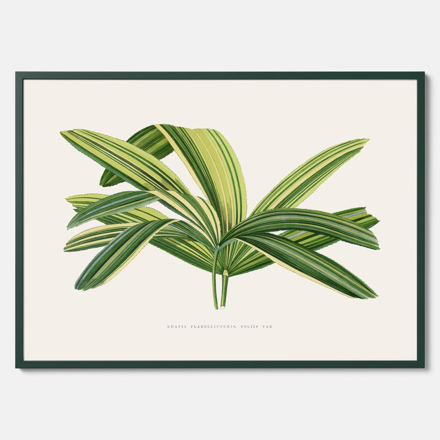 Poster med en illustration av en bredbladig palm