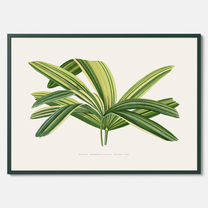 Poster med en illustration av en bredbladig palm