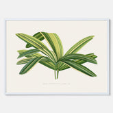 Poster med en illustration av en bredbladig palm