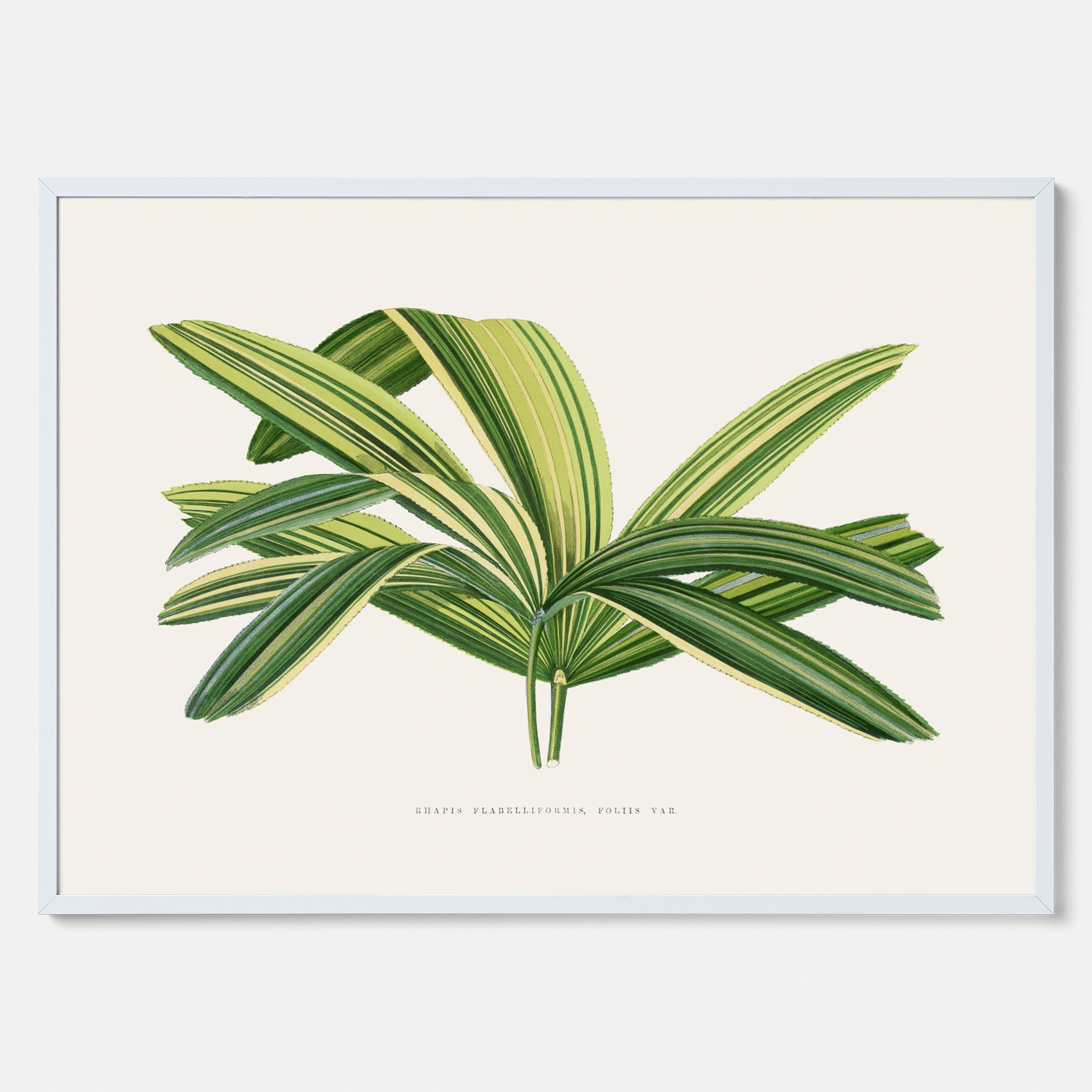 Poster med en illustration av en bredbladig palm