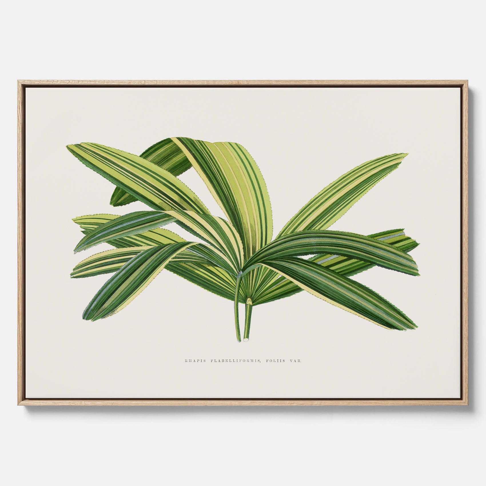 Canvastavla med en illustration av en bredbladig palm
