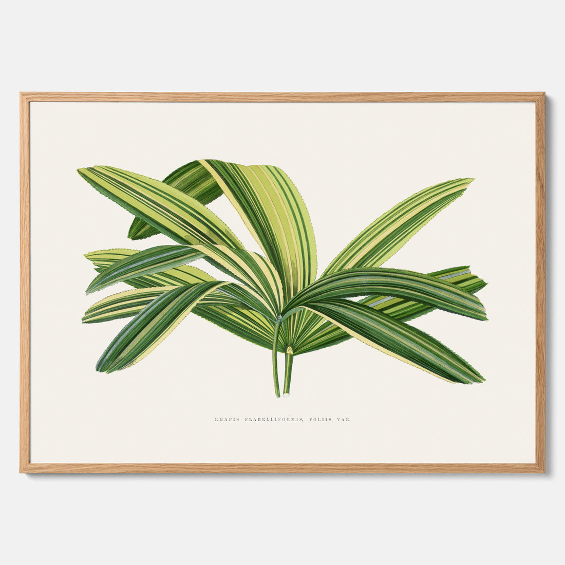 Poster med en illustration av en bredbladig palm