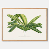 Poster med en illustration av en bredbladig palm