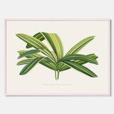 Poster med en illustration av en bredbladig palm