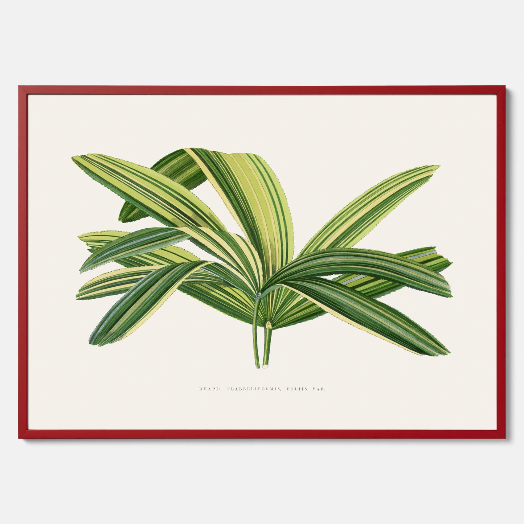 Poster med en illustration av en bredbladig palm