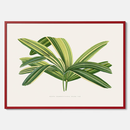 Poster med en illustration av en bredbladig palm