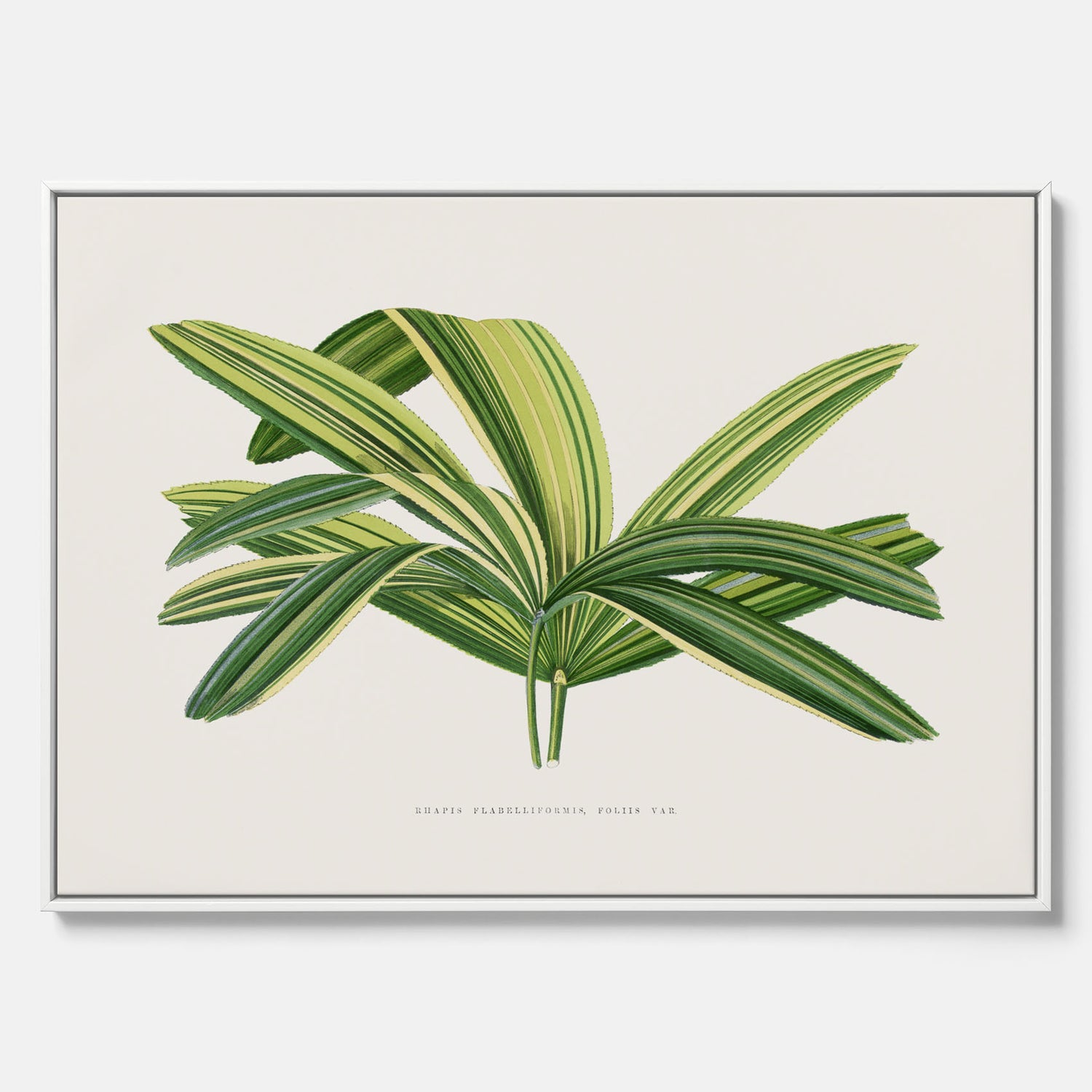 Canvastavla med en illustration av en bredbladig palm