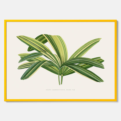 Poster med en illustration av en bredbladig palm