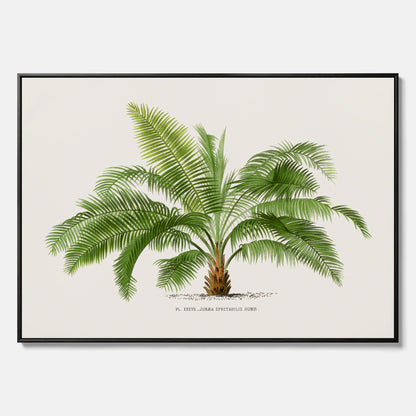 Botanisk vintagecanvas med en illustration av ett palmträd, ritad av Pieter Joseph de Pannemaeker