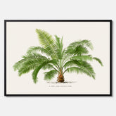 Botanisk vintageposter med en illustration av ett palmträd, ritad av Pieter Joseph de Pannemaeker