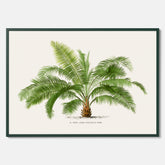 Botanisk vintageposter med en illustration av ett palmträd, ritad av Pieter Joseph de Pannemaeker