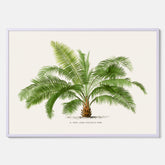 Botanisk vintageposter med en illustration av ett palmträd, ritad av Pieter Joseph de Pannemaeker