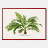 Botanisk vintageposter med en illustration av ett palmträd, ritad av Pieter Joseph de Pannemaeker