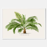 Botanisk vintageposter med en illustration av ett palmträd, ritad av Pieter Joseph de Pannemaeker