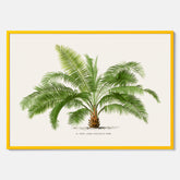 Botanisk vintageposter med en illustration av ett palmträd, ritad av Pieter Joseph de Pannemaeker