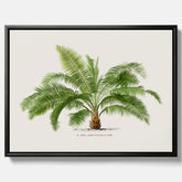 Botanisk vintagecanvas med en illustration av ett palmträd, ritad av Pieter Joseph de Pannemaeker