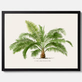 Botanisk vintageposter med en illustration av ett palmträd, ritad av Pieter Joseph de Pannemaeker