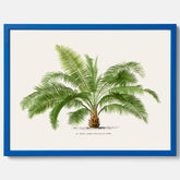 Botanisk vintageposter med en illustration av ett palmträd, ritad av Pieter Joseph de Pannemaeker