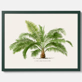 Botanisk vintageposter med en illustration av ett palmträd, ritad av Pieter Joseph de Pannemaeker