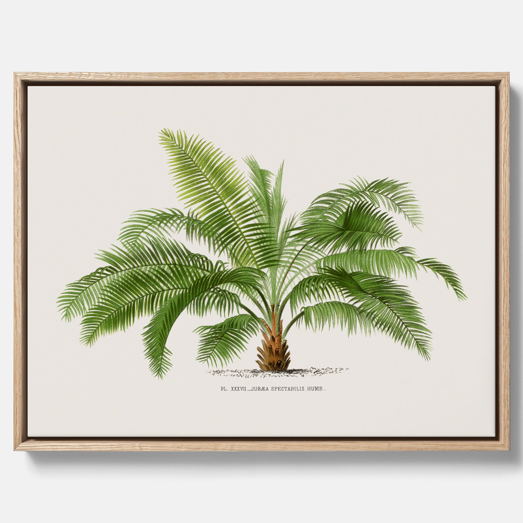 Botanisk vintagecanvas med en illustration av ett palmträd, ritad av Pieter Joseph de Pannemaeker