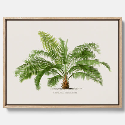 Botanisk vintagecanvas med en illustration av ett palmträd, ritad av Pieter Joseph de Pannemaeker