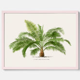 Botanisk vintageposter med en illustration av ett palmträd, ritad av Pieter Joseph de Pannemaeker