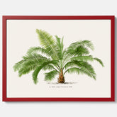 Botanisk vintageposter med en illustration av ett palmträd, ritad av Pieter Joseph de Pannemaeker