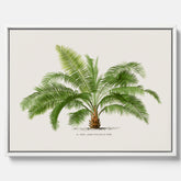 Botanisk vintagecanvas med en illustration av ett palmträd, ritad av Pieter Joseph de Pannemaeker