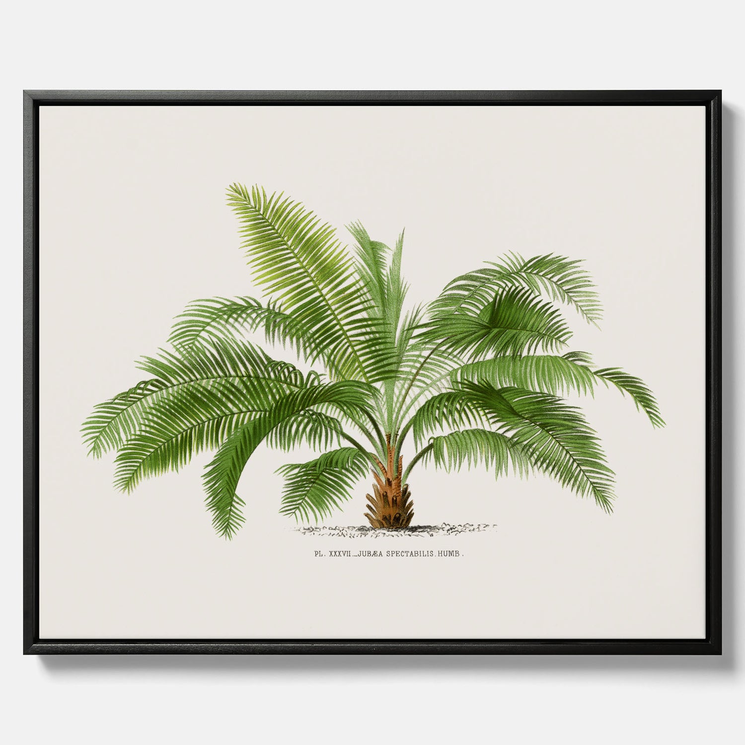 Botanisk vintagecanvas med en illustration av ett palmträd, ritad av Pieter Joseph de Pannemaeker