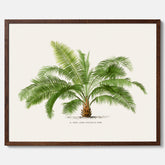Botanisk vintageposter med en illustration av ett palmträd, ritad av Pieter Joseph de Pannemaeker