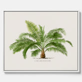 Botanisk vintagecanvas med en illustration av ett palmträd, ritad av Pieter Joseph de Pannemaeker