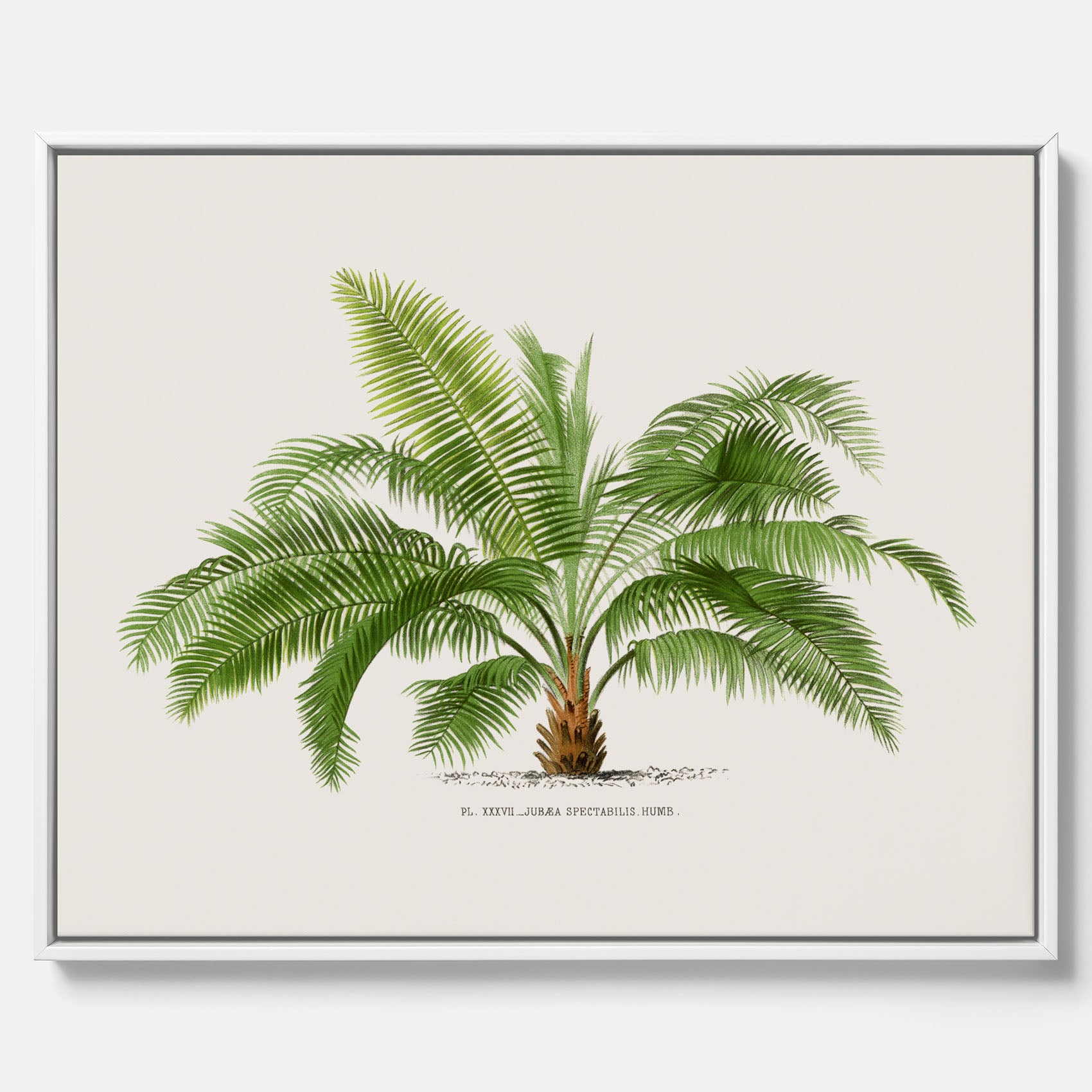 Botanisk vintagecanvas med en illustration av ett palmträd, ritad av Pieter Joseph de Pannemaeker