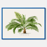 Botanisk vintageposter med en illustration av ett palmträd, ritad av Pieter Joseph de Pannemaeker
