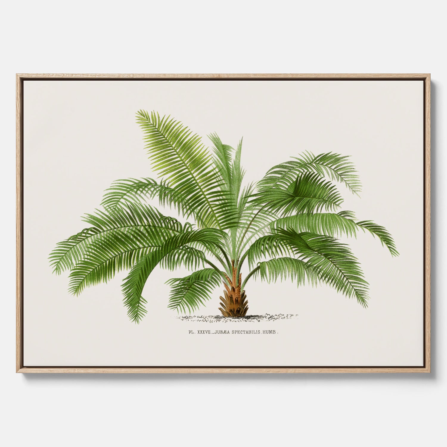 Botanisk vintagecanvas med en illustration av ett palmträd, ritad av Pieter Joseph de Pannemaeker