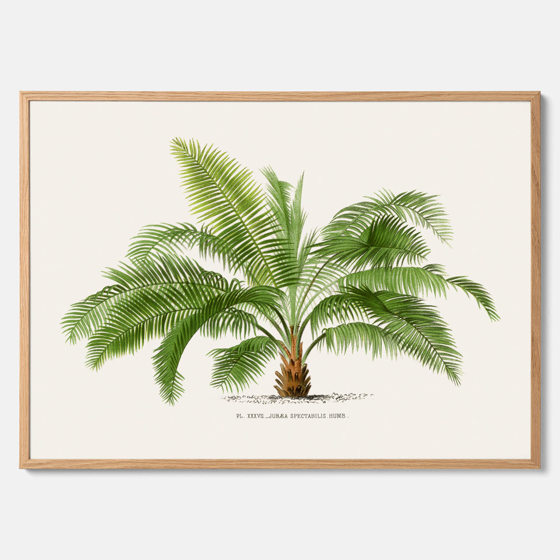 Botanisk vintageposter med en illustration av ett palmträd, ritad av Pieter Joseph de Pannemaeker