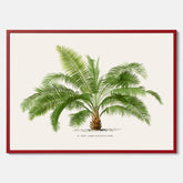 Botanisk vintageposter med en illustration av ett palmträd, ritad av Pieter Joseph de Pannemaeker