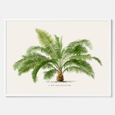 Botanisk vintageposter med en illustration av ett palmträd, ritad av Pieter Joseph de Pannemaeker