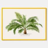Botanisk vintageposter med en illustration av ett palmträd, ritad av Pieter Joseph de Pannemaeker