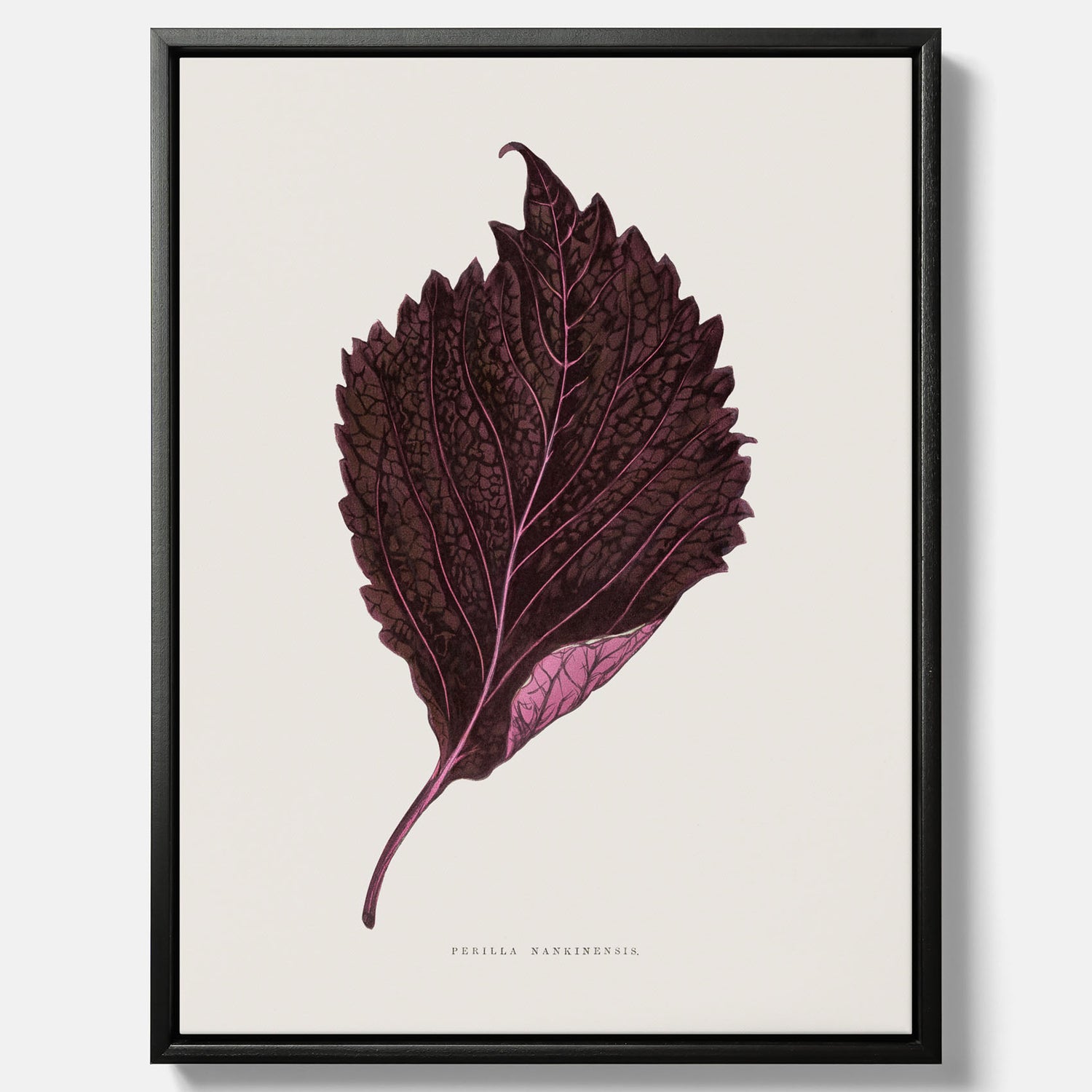 Vintageposter som föreställer en illustration av röd bladmynta (Perilla nankinensis) canvas