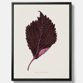 Vintageposter som föreställer en illustration av röd bladmynta (Perilla nankinensis) canvas