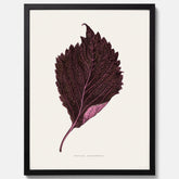 Vintageposter som föreställer en illustration av röd bladmynta (Perilla nankinensis)