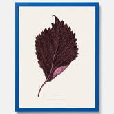 Vintageposter som föreställer en illustration av röd bladmynta (Perilla nankinensis)