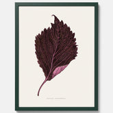 Vintageposter som föreställer en illustration av röd bladmynta (Perilla nankinensis)