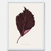 Vintageposter som föreställer en illustration av röd bladmynta (Perilla nankinensis)