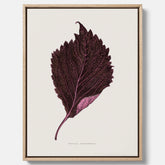 Vintageposter som föreställer en illustration av röd bladmynta (Perilla nankinensis) canvas