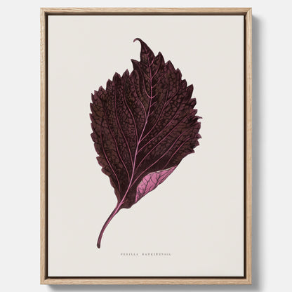 Vintageposter som föreställer en illustration av röd bladmynta (Perilla nankinensis) canvas